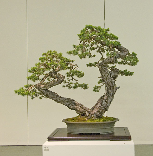 ODSC_0647v.jpg