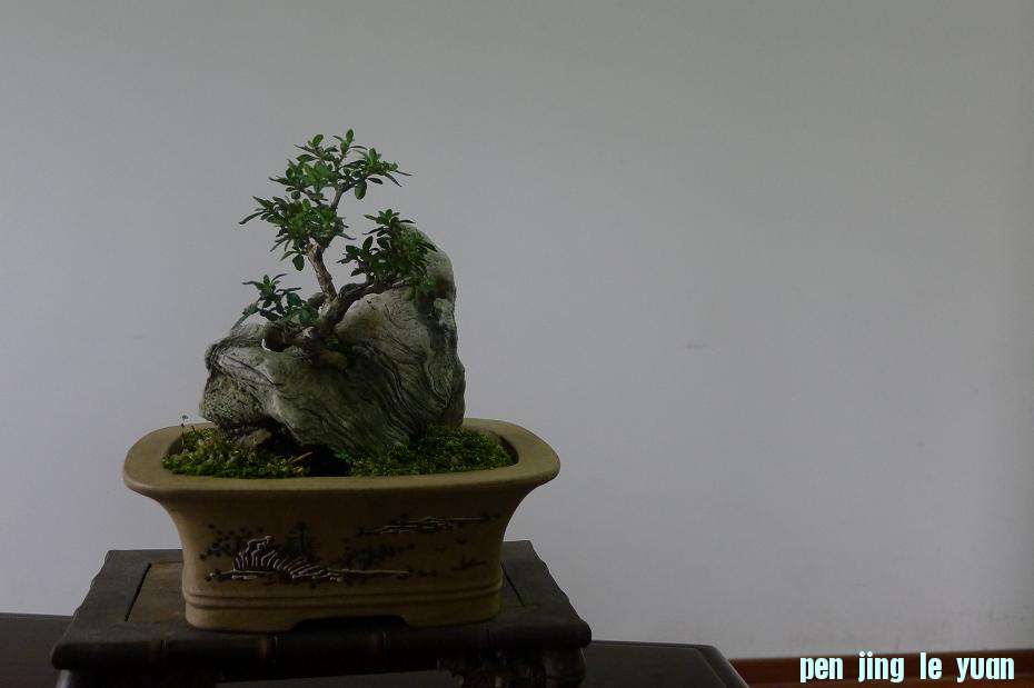 P1020716.JPG