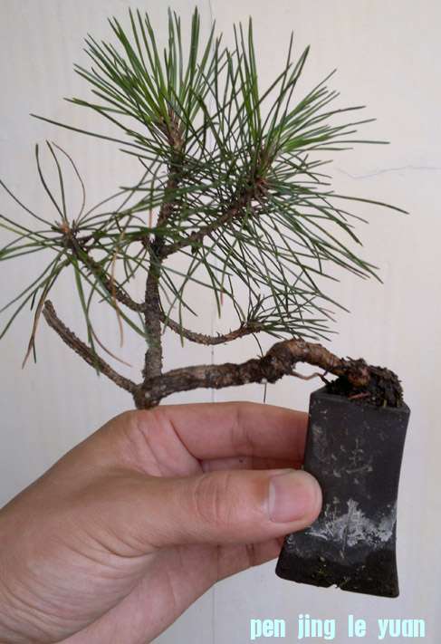 201206261211.jpg
