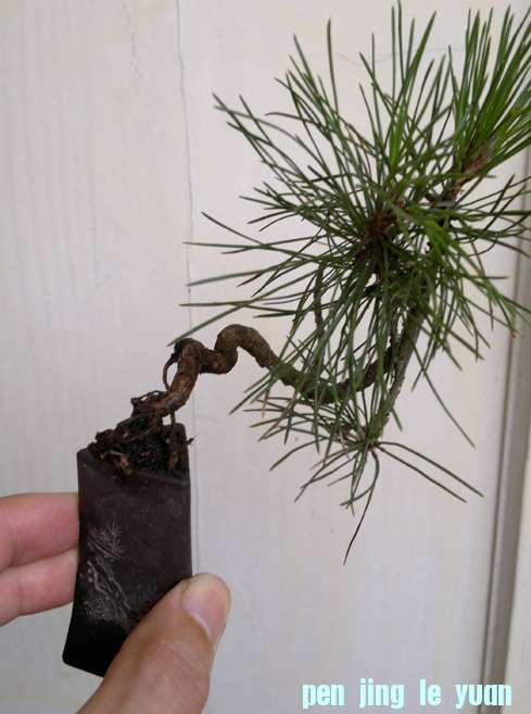 201206261212.jpg