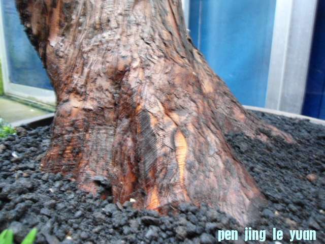 DSC03724.JPG