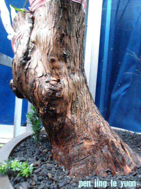 DSC03726.JPG