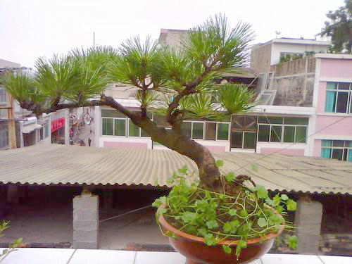 IMG0340A.jpg