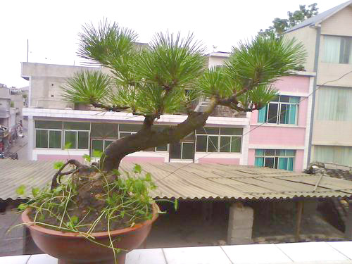 IMG0343A.jpg