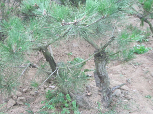 20120627Ժɼ֦ 002.jpg