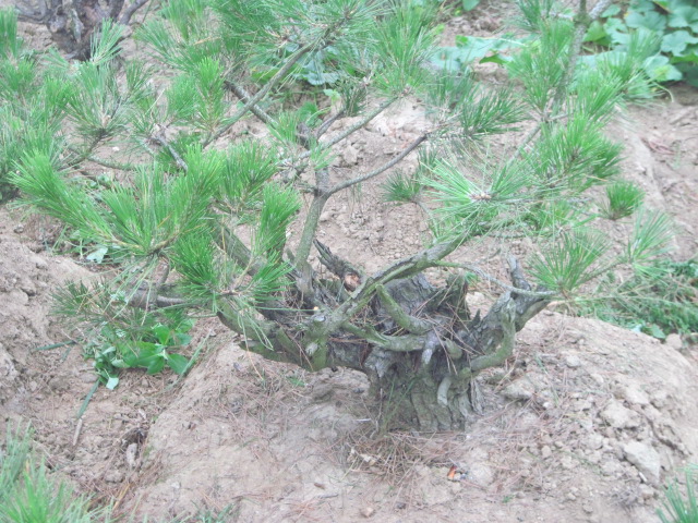 20120627Ժɼ֦ 003.jpg