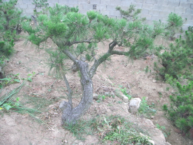 20120627Ժɼ֦ 004.jpg