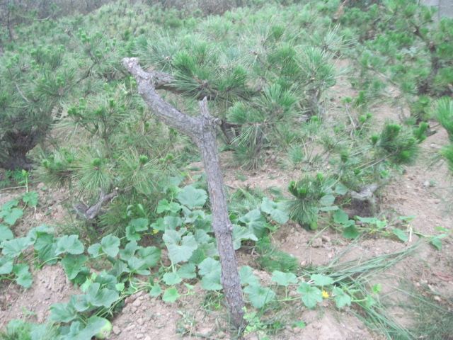 20120627Ժɼ֦ 005.jpg