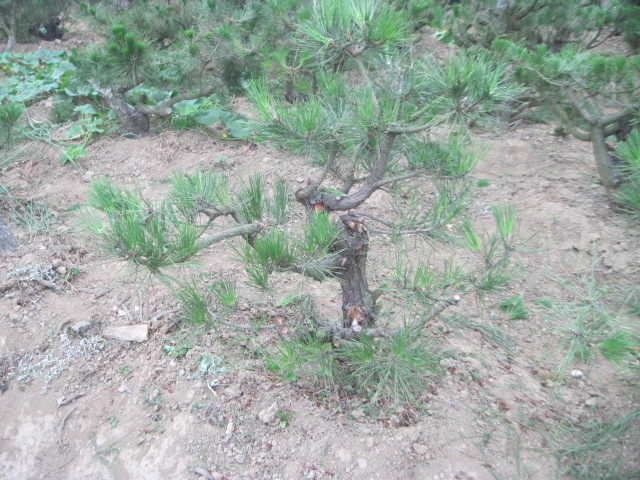 20120627Ժɼ֦ 006.jpg