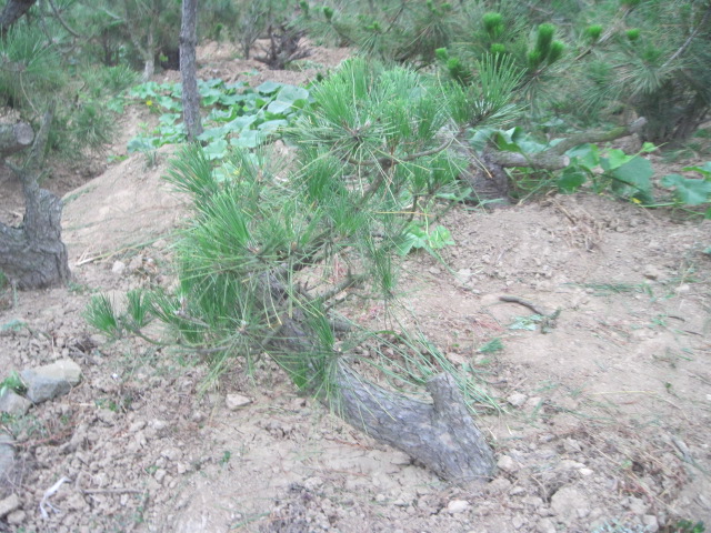 20120627Ժɼ֦ 007.jpg