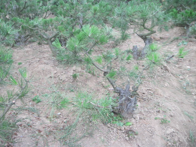 20120627Ժɼ֦ 008.jpg