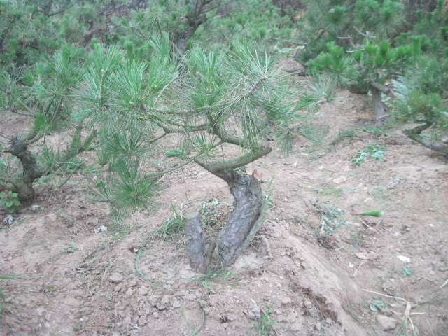 20120627Ժɼ֦ 009.jpg
