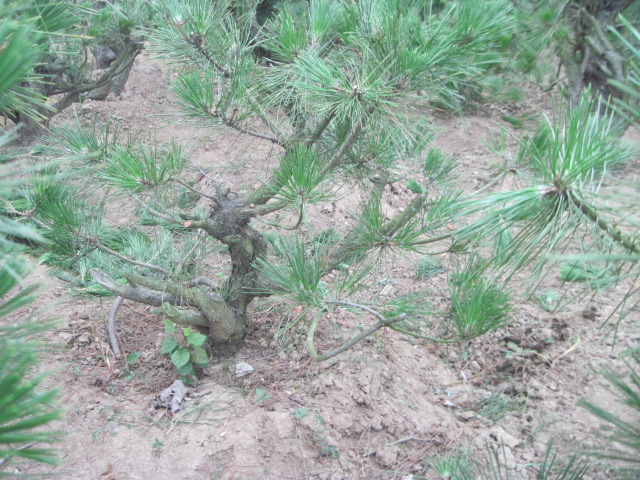 20120627Ժɼ֦ 010.jpg