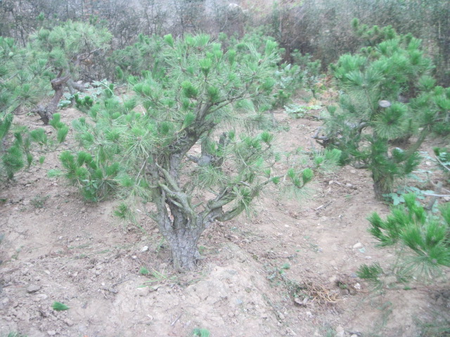20120627Ժɼ֦ 011.jpg