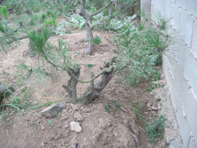 20120627Ժɼ֦ 014.jpg