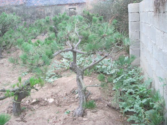20120627Ժɼ֦ 015.jpg