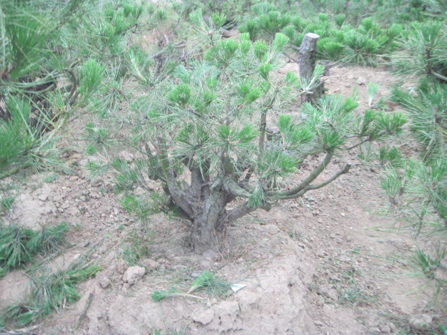 20120627Ժɼ֦ 016.jpg