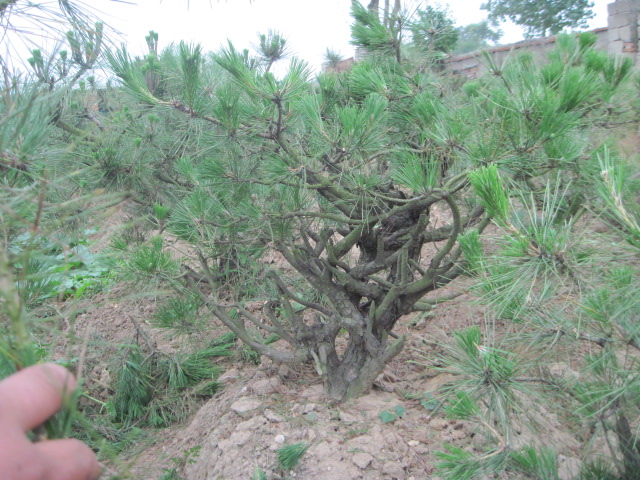 20120627Ժɼ֦ 019.jpg