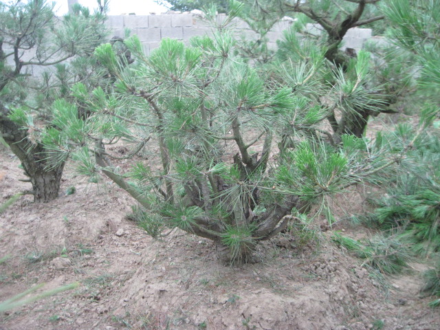 20120627Ժɼ֦ 020.jpg