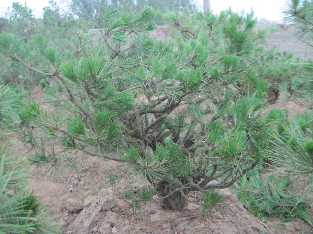 20120627Ժɼ֦ 021.jpg