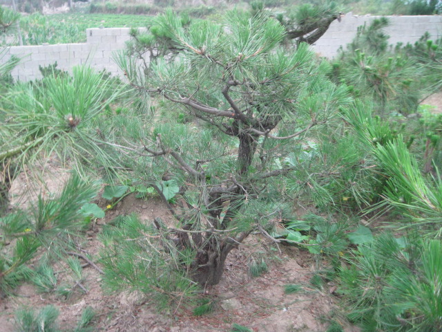 20120627Ժɼ֦ 022.jpg