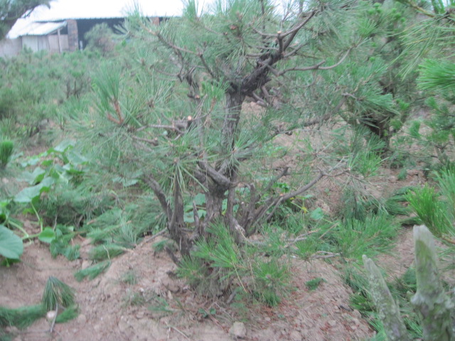 20120627Ժɼ֦ 024.jpg