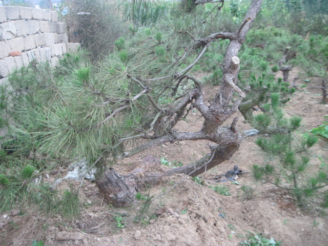 20120627Ժɼ֦ 028.jpg