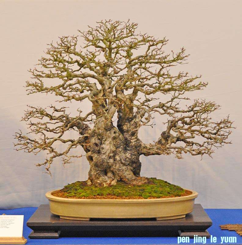 QDSC_0967w.jpg