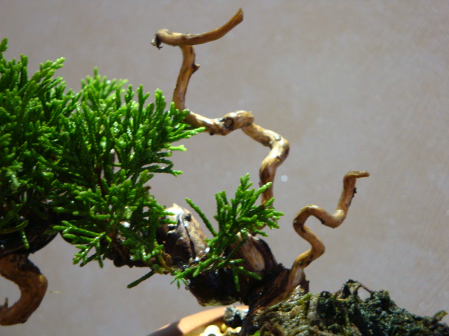 DSC09344.JPG