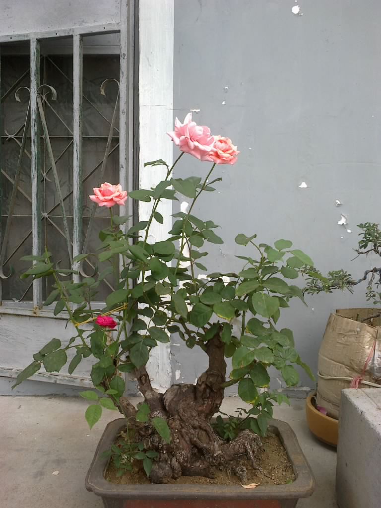 201206151414.jpg