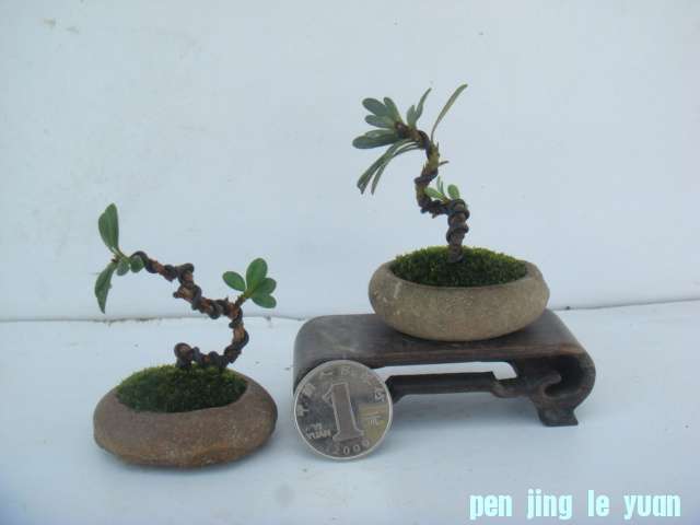 DSC03306.JPG