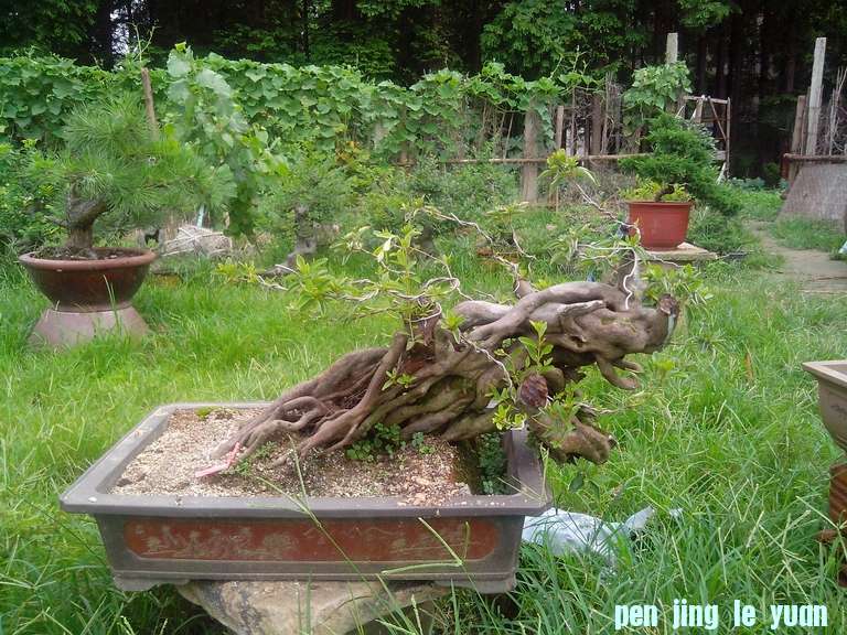 IMG_20120628_142501.jpg