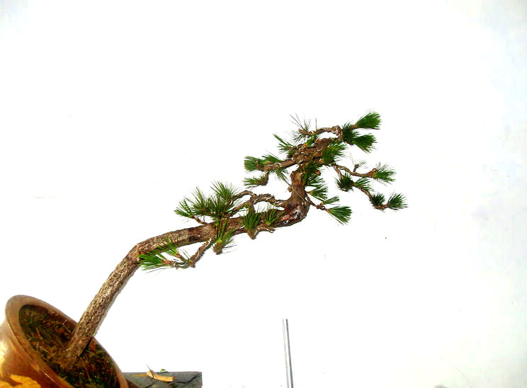SDC12956.jpg