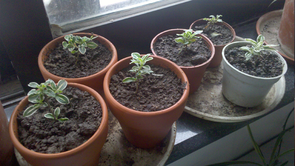 2012-07-02_13-40-09_69.jpg