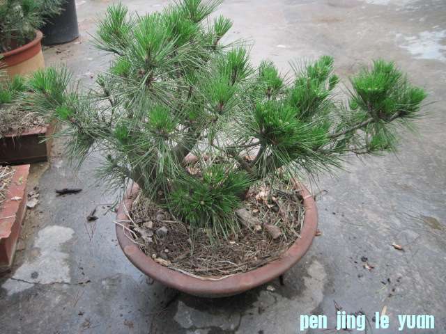 20120704Ժɼ֦֦ 001.jpg