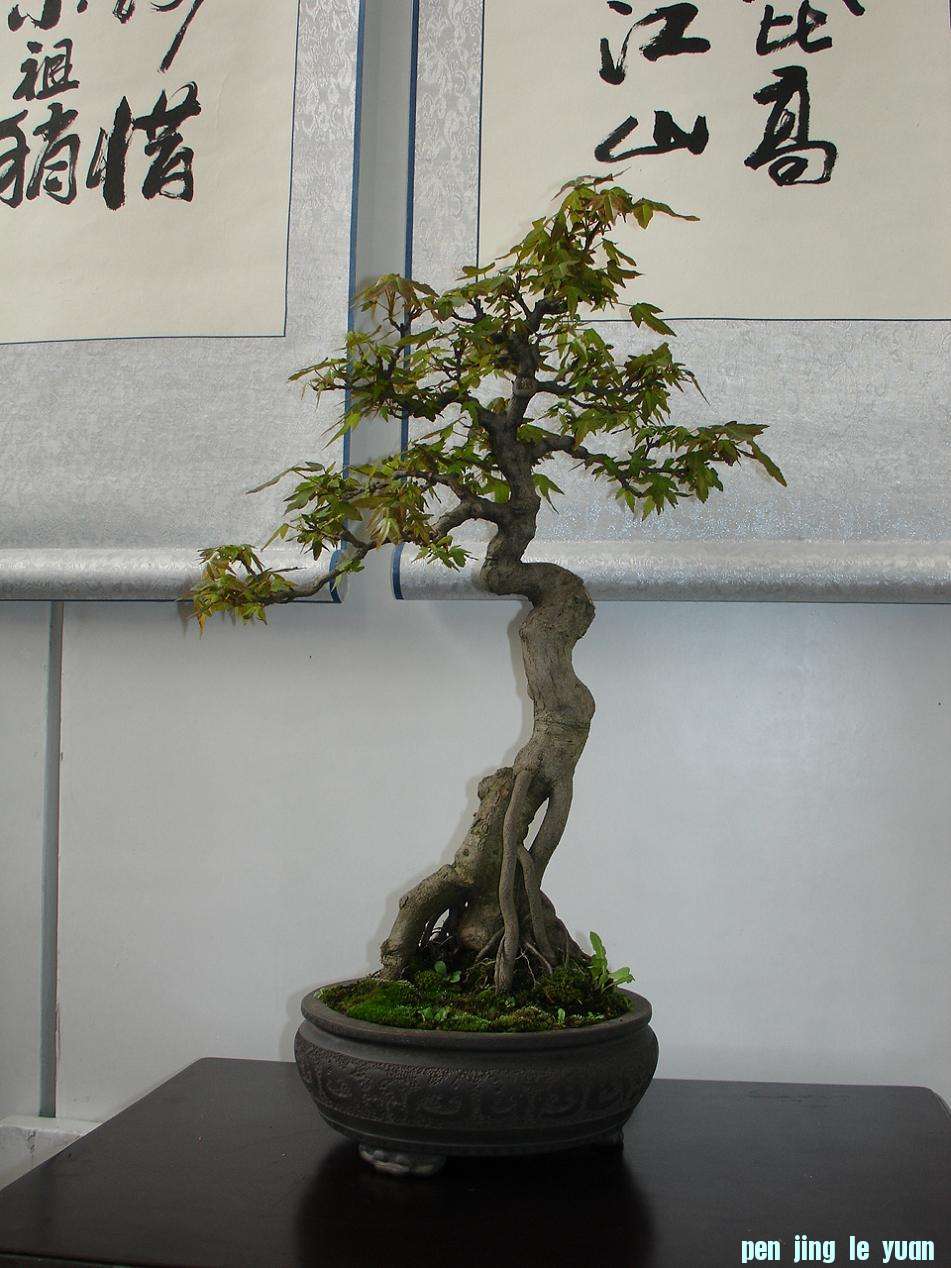 DSC00466.JPG