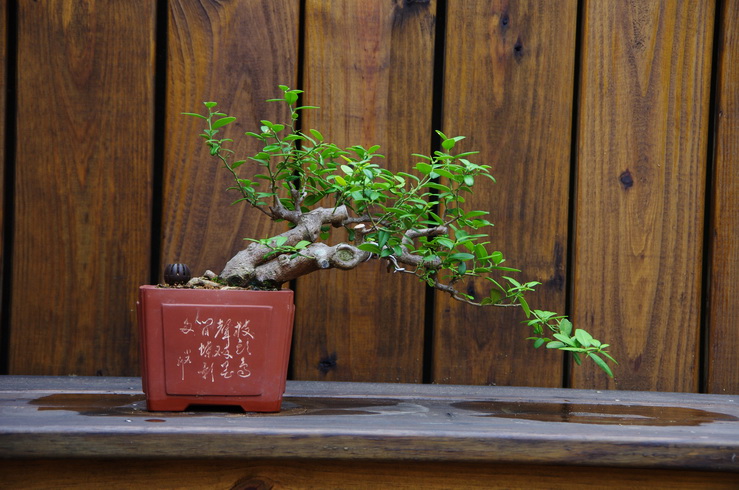IMGP0142.jpg