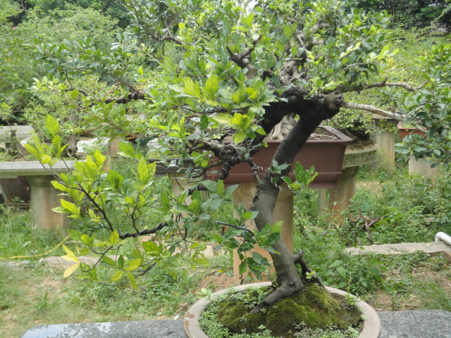 DSC01555.JPG