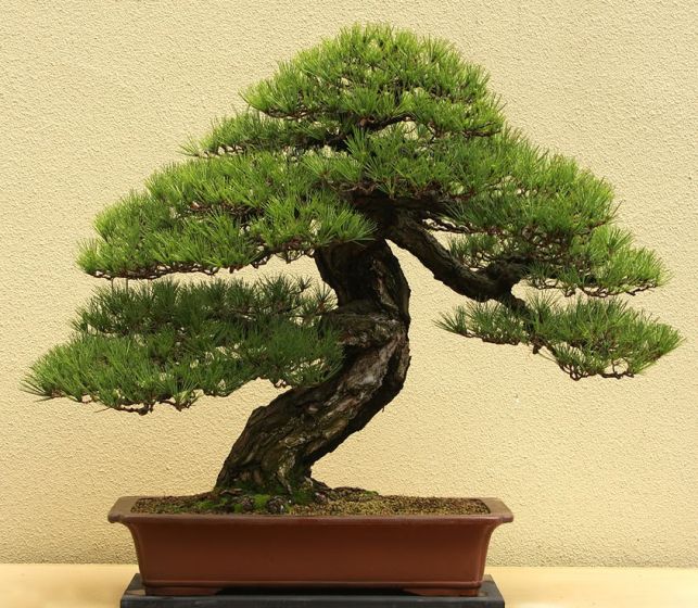 AmyLaingPine.jpg.thumb.jpg