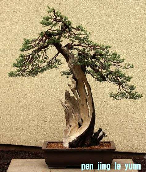 Juniper-1.jpg.thumb.jpg