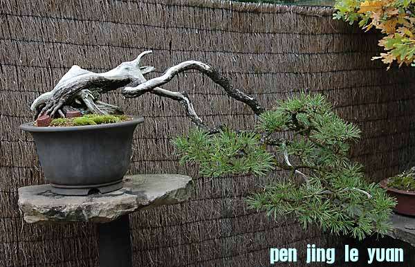 DSC_4140v.jpg