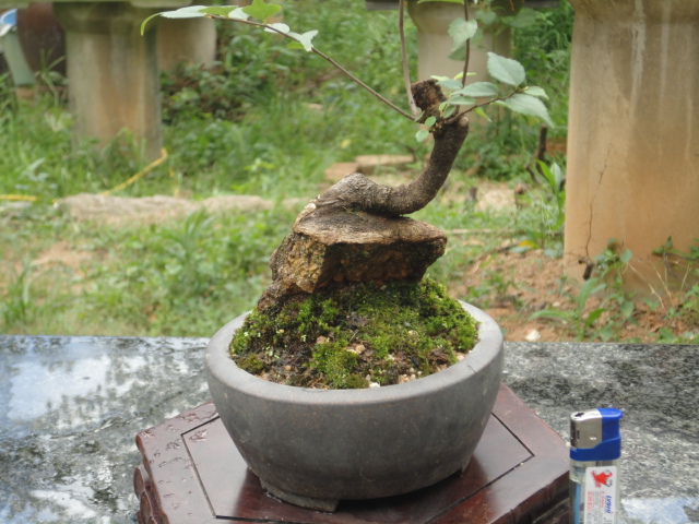 DSC01579.JPG