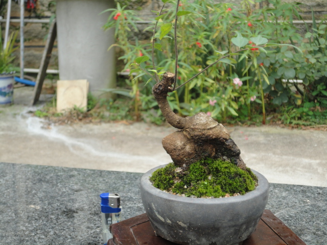 DSC01578.JPG