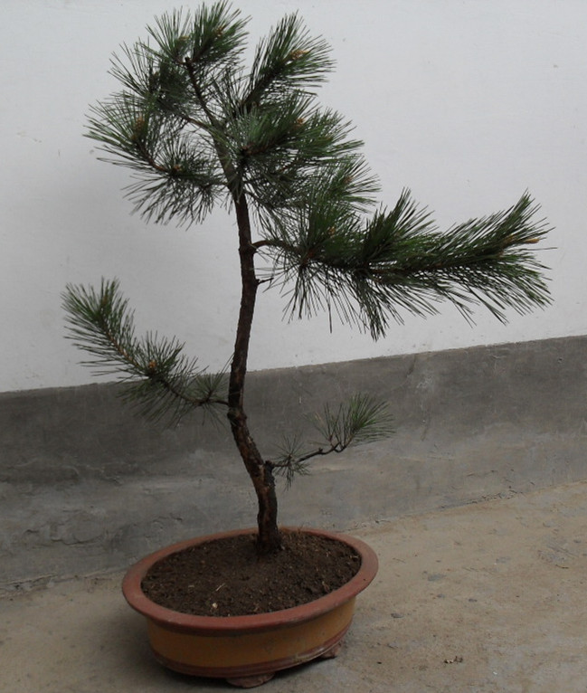 sdc15603_.jpg