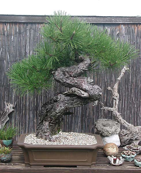 DSCN7198v.jpg
