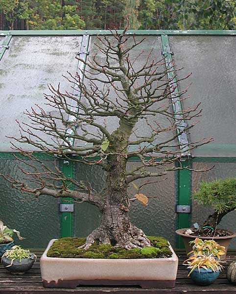 DSCN7215v.jpg