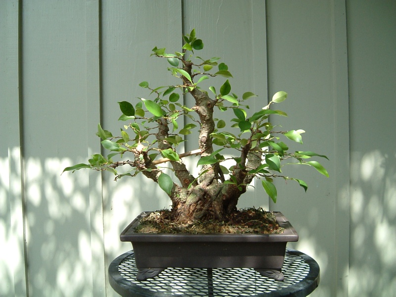 ficus_13.jpg