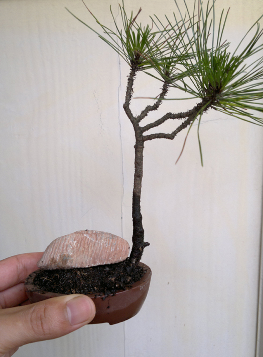 201206261218.jpg