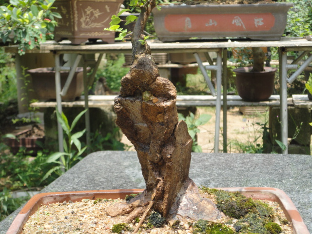 DSC01596.JPG