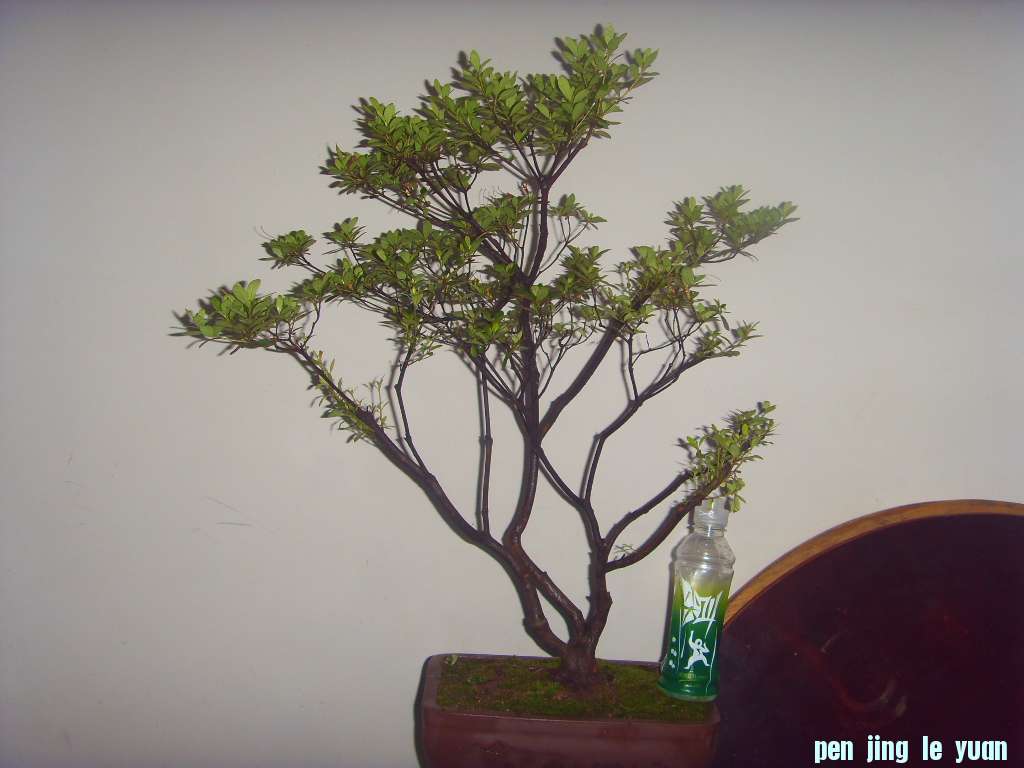 SDC10429.JPG